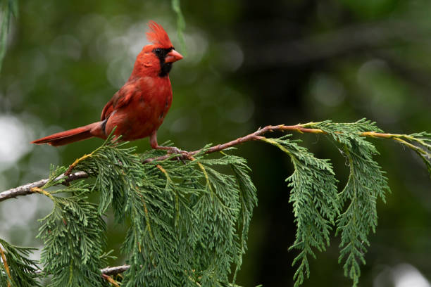 istock Male Cardinal birds red and beautful 973399238