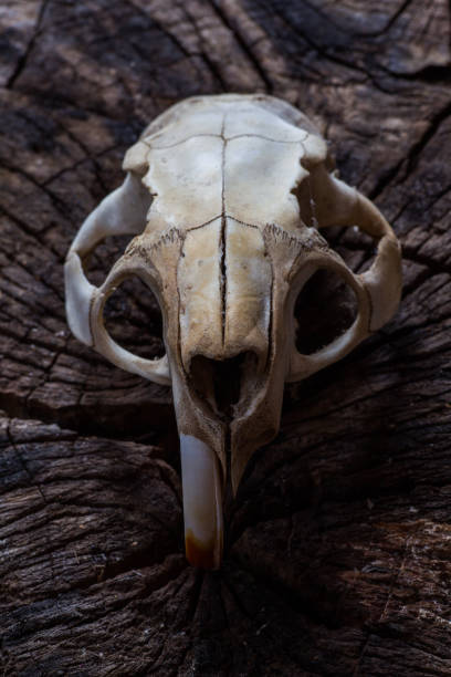 istock Animal skull 973411878