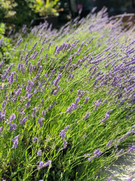 istock Lavender Njivice Croatia 973416200