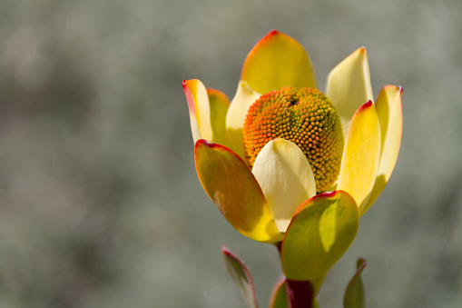 Gorgeous close up of a Conebush or Leucadendron flower - a native of South Africa.