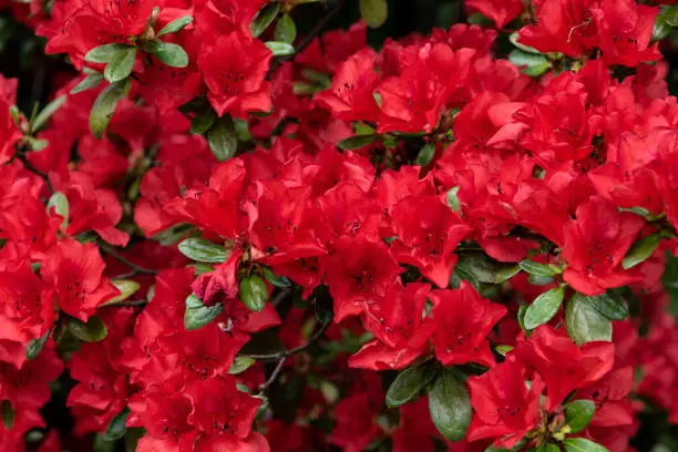 red blossoming azaleas background