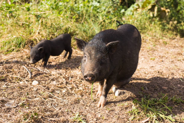 istock Baby wild pigs 973420106