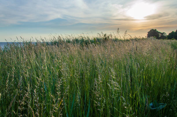 istock Idyllic view close to beach at the Baltic Sea 973420188