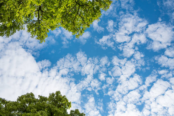 istock Treetops and blue sky with white clouds 973422838