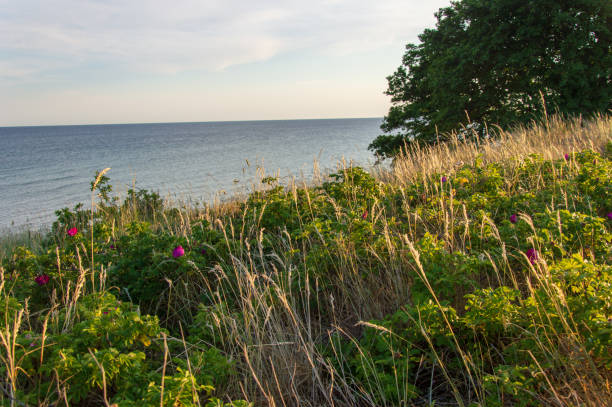 istock Beach at the Baltic Sea 973422844