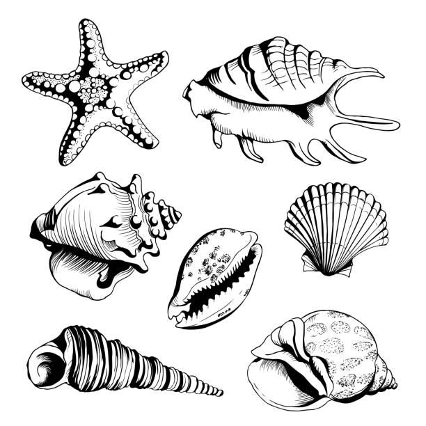 Vector Set With Hand Drawn Seashells And Starfish Stock Illustration -  Download Image Now - Seashell, Animal, Animal Shell - iStock