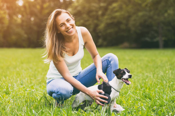 istock Woman combing her dog Jack Russell Terrier 973426448