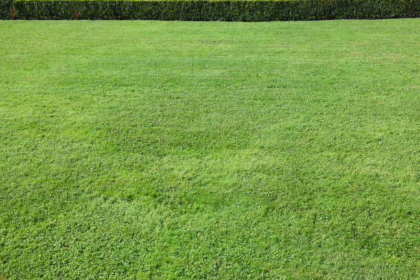 istock Magnificent green lawn 973427208