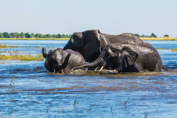 istock Watering  African elephants 973427288