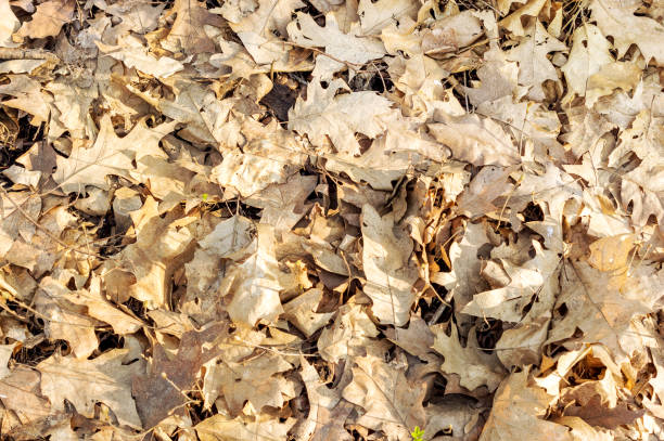 istock Dry leaves in the forest. Top view. 973427838