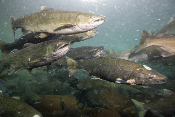 Salmon Spawning Underwater Underwater picture of many salmon swimming in the river during the spawning season. Taken near Chilliwack, East of Vancouver, British Columbia, Canada. salmon underwater stock pictures, royalty-free photos & images