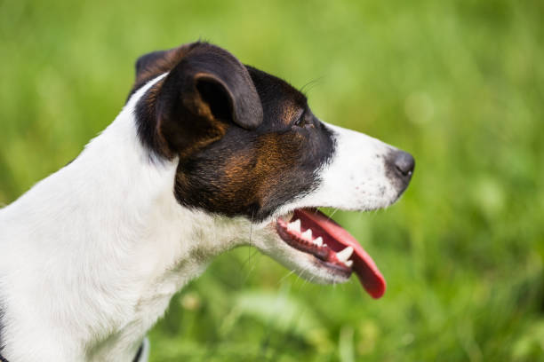 istock Dog Jack Russell Terrier 973434860