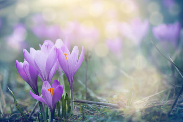 istock Purple flowers background. 973438272