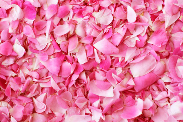istock Petals of tea roses background 973438284