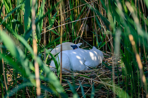 Swan and cygnets on nest