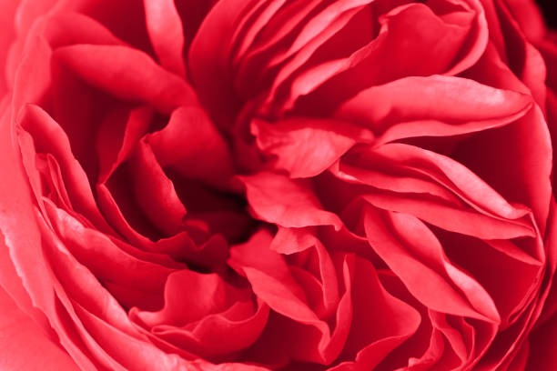 istock Close-up of a red rose revealing its patterns, textures, and details 973438852