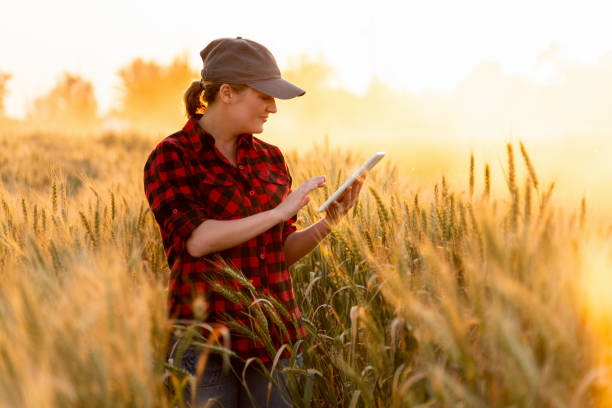 istock Smart farming and digital agriculture. 973441716