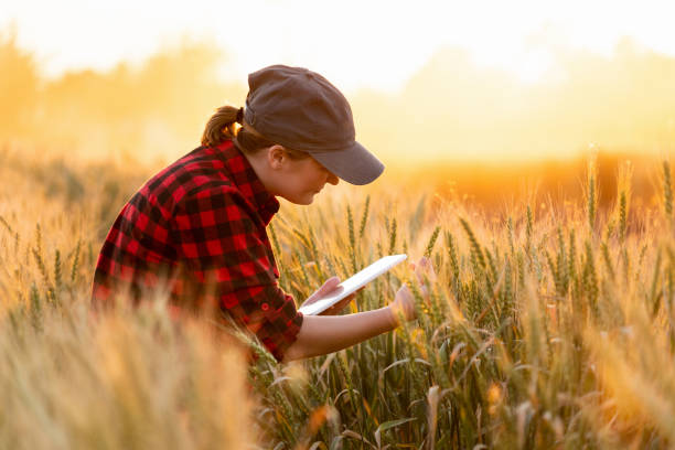 istock Smart farming and digital agriculture. 973442142