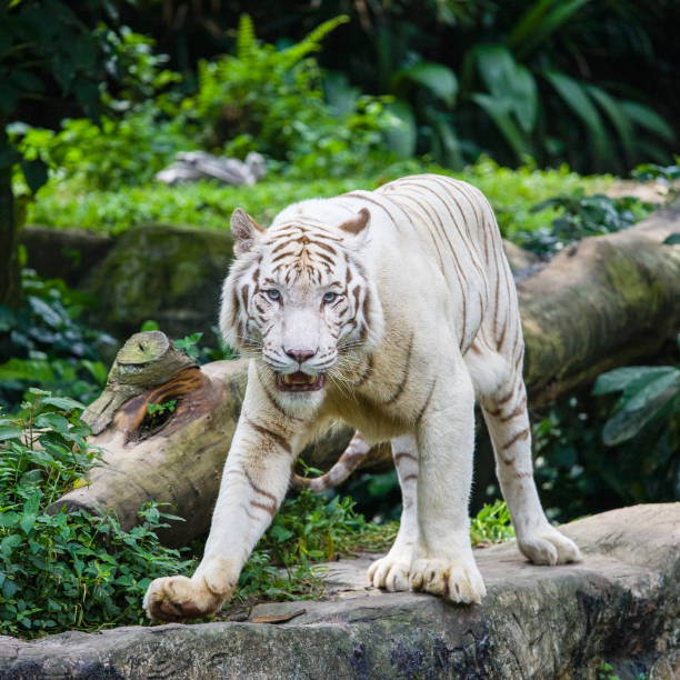 istock The Bengal Tiger at the Zoo 973442154