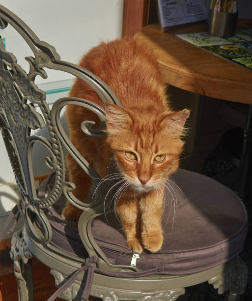 istock The red haired Istanbul cat is on a sun. 973442326