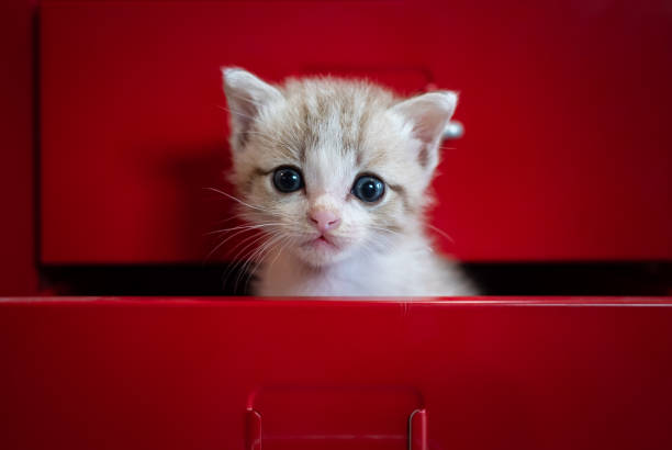 kätzchen angst versteckt in roten schublade blick in die kamera. - katzenjunges fotos stock-fotos und bilder
