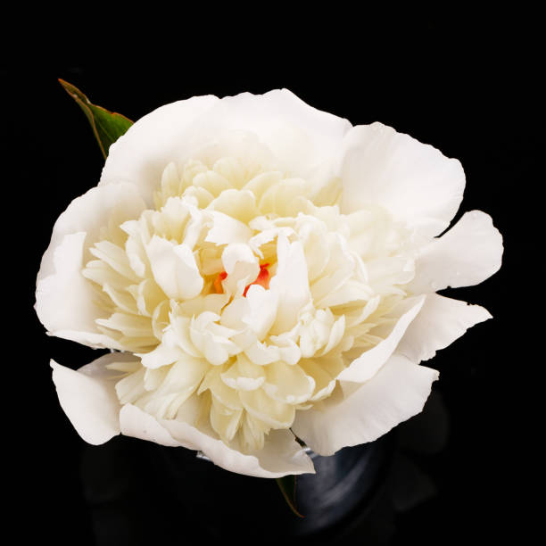 istock Pink peonies close up isolated on black background 973445940