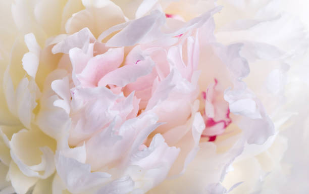 istock Close-up of a yellow rose revealing its patterns, textures, and details 973446178