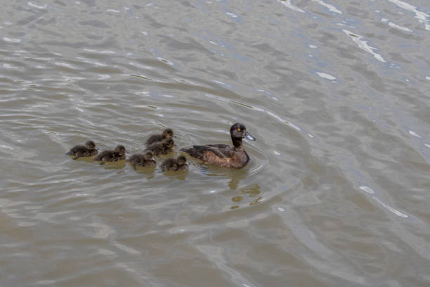 istock Tufted duck and ducklings swimming 973452366