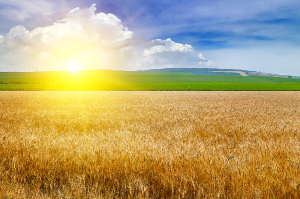 istock Wheat field and a delightful sunrise. 973453412