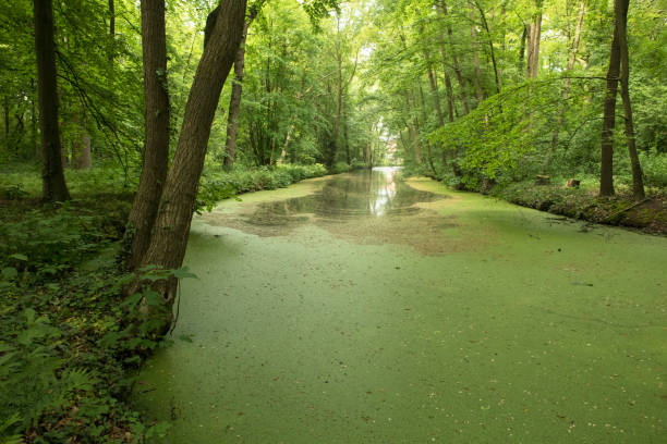 Forest landscape in the spring with river and trees with leaves in vicinity of Heemstede, Netherlands.