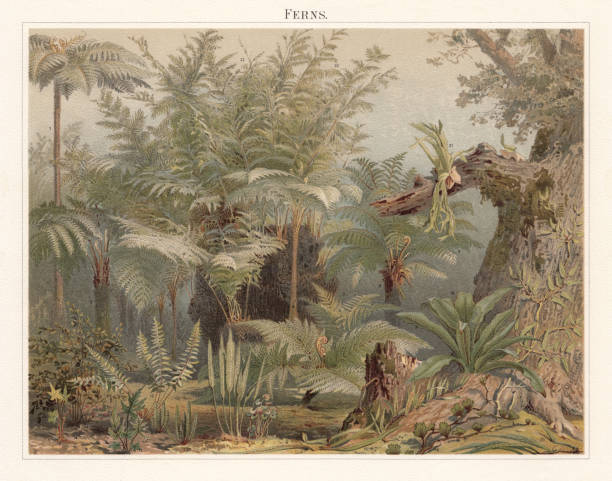 Ferns, lithograph, published in 1897 Ferns: 1) Cyathea frondosa; 2) Black tree fern (Alsophila medullaris); 3) Cyathea incana; 4) Hemitelia esuquensis (Cyathea); 5) Soft Tree Fern (Dicksonia antarctica); 6) Cyathea frigida (or Alsophila frigida); 7) Diplazium neglectum (or Asplenium neglectum); 8) Gymnogramme reniformis; 9) Elaphoglossum atrobarbatum (or Acrostichum barbatum); 10) Gymnogramme verticalis; 11) Doryopteris pedata (or Pteris pedata); 12) Oblique maidenhair (or Adiantum obliquum); 13) Gymnogramma palmata (or Hemionitis palmata); 14) Delta Maidenhair (or Adiantum rubellum); 15) Oleander fern (or Aspidium wallichii); 16) Membranaceous bristle fern (or Trichomanes membranacea); 17) Oleandra pilosa  (or Oleandra trujillensis); 18) Nest fern (or Asplenium nidus); 19) Lygodium volubile (or Lygodium expansum); 20) Pleopeltis nuda; 21) Platycerium grande; 22) King fern (Todea barbara). Lithograph after a drawing by Olof Winkler (German painter, 1843 - 1895), published in 1897. tree fern stock illustrations