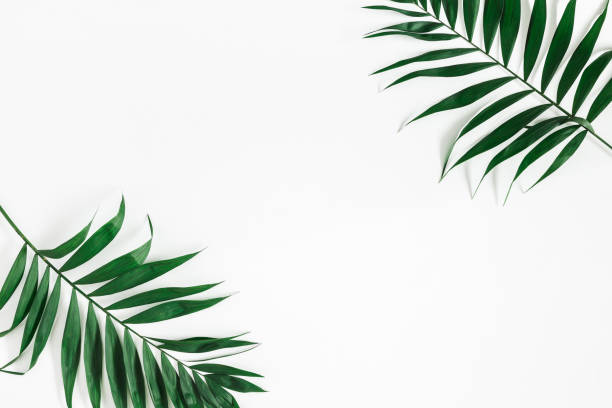istock Tropical palm leaves on white background. Flat lay, top view 973464908