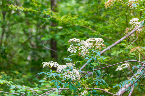 istock Elderberry Bush in Forest 973471228