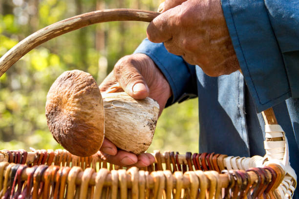 Mushroom picker. The search for mushrooms in the woods.. An elderly man puts a white mushroom in the basket. The search for mushrooms in the woods. Mushroom picker. An elderly man puts a white mushroom in the basket. hedgehog mushroom stock pictures, royalty-free photos & images