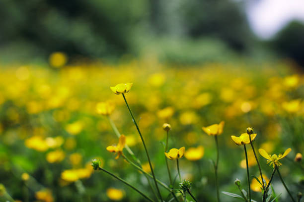 istock close up shoot summer flower 973478806