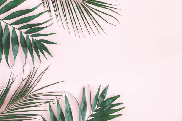 Photo of Tropical palm leaves on pastel pink background. Flat lay