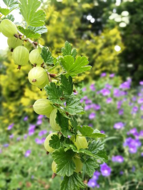 istock A branch of a gooseberry shrub. 973482162