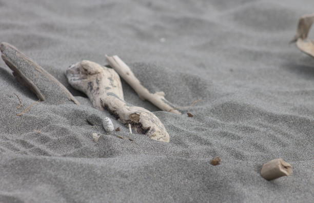 Close-up of a driftwood (piece of wood) on the shore of a sea beach