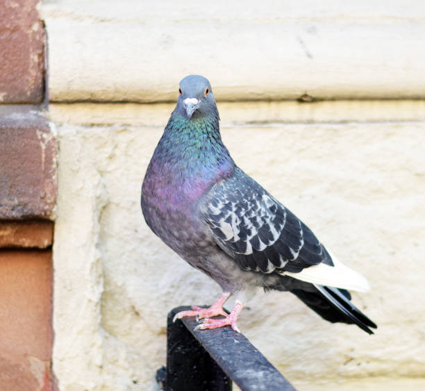 istock Pigeon perched atop a metal fence 973487912