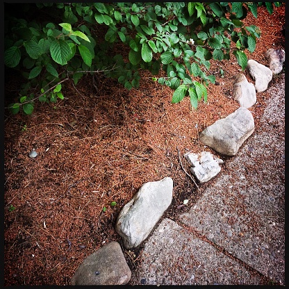 Garden bed with White Pine needle mulch.  iPhone
