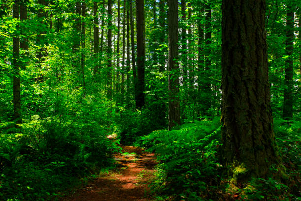 istock Pacific Northwest forest hiking trail 973497616