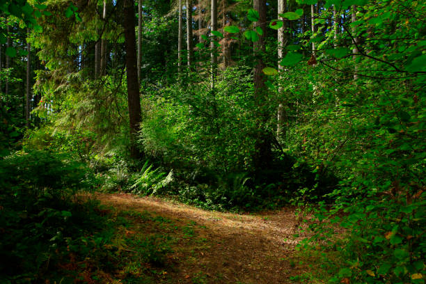istock Pacific Northwest forest hiking trail 973497750