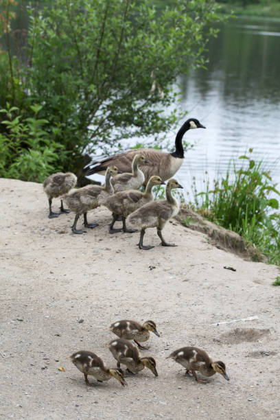 Group of mallard ducklings feed in the foreground. A Canada Goose and goslings walk to the lagoon. Overcast morning.\nLangley, Canada.
