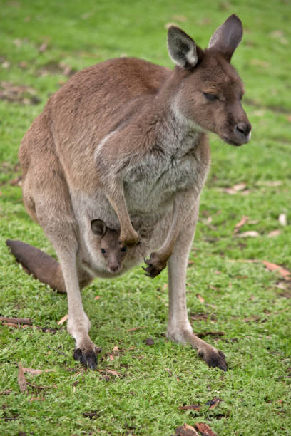istock Kangaroo-Island kangaroo with joey 973498398