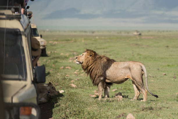 istock Big lion posing for tourists 973498418