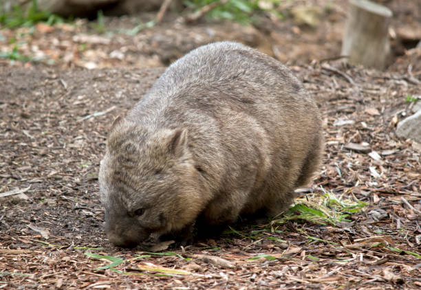 istock hairy nosed wombat 973498552