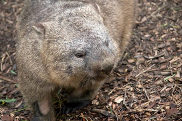 istock hairy nosed wombat 973498630