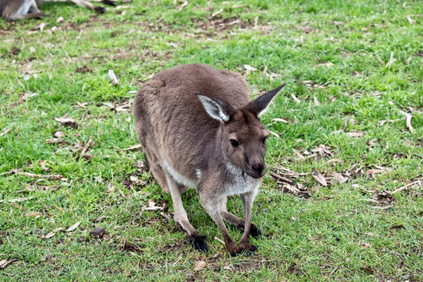 kangur zachodni szary - skippy zdjęcia i obrazy z banku zdjęć