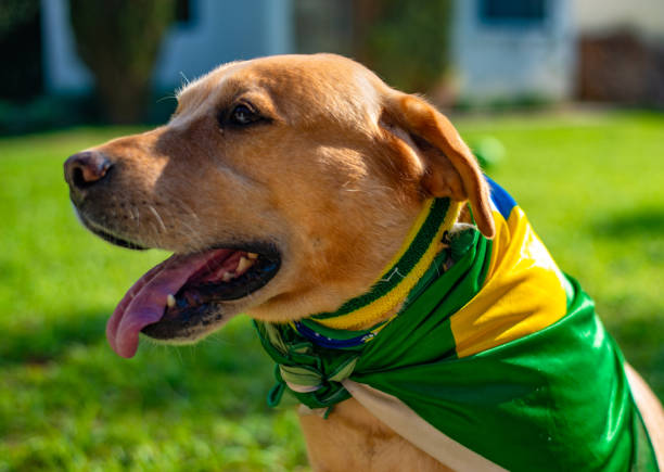 istock Dog fan from Brazil 973500916