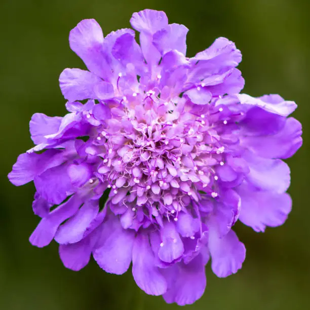 Scabiosa is a genus in the honeysuckle family (Caprifoliaceae) of flowering plants.